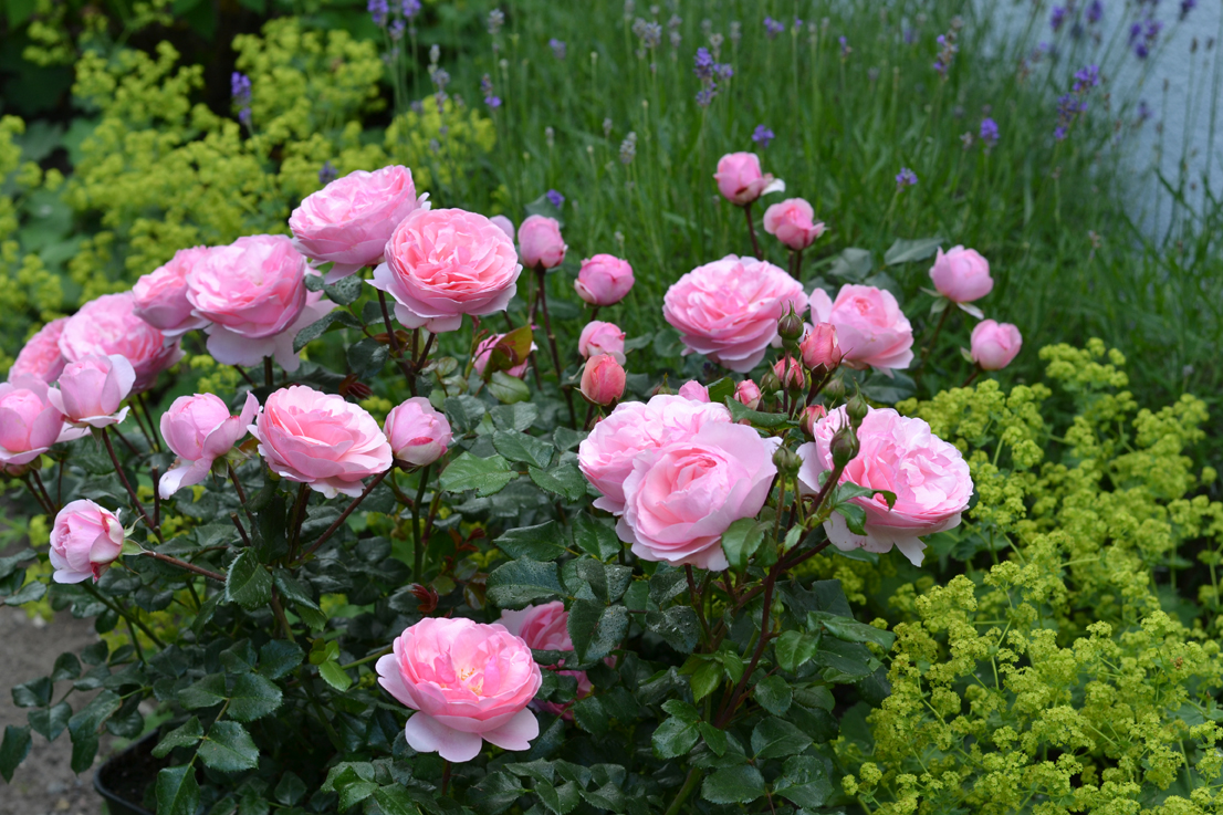 rose様 Podwójna rozkosz ® | Krzewy hybrydowych róż herbacianych | Garnek