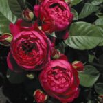 Róża Wielkokwiatowa Ascot®