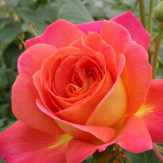 Róża Wielkokwiatowa Midsummer®
