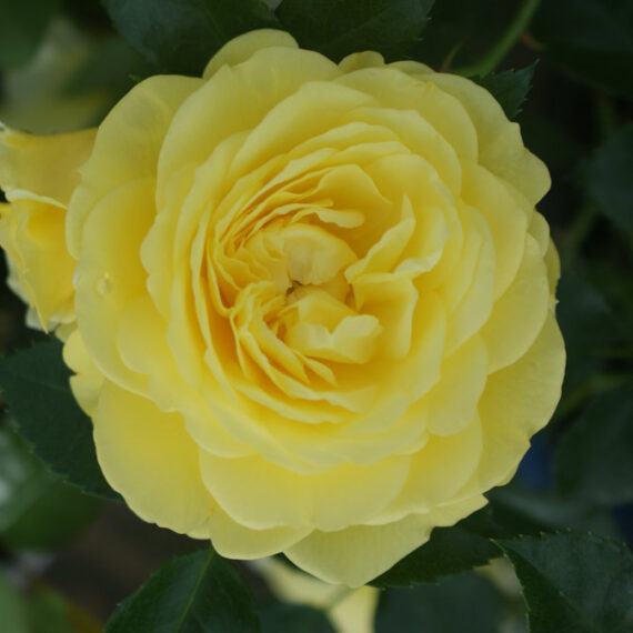 Róża Rabatowa Solero ®