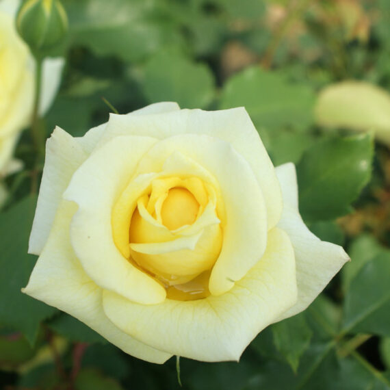 Róża Wielkokwiatowa Sterntaler®