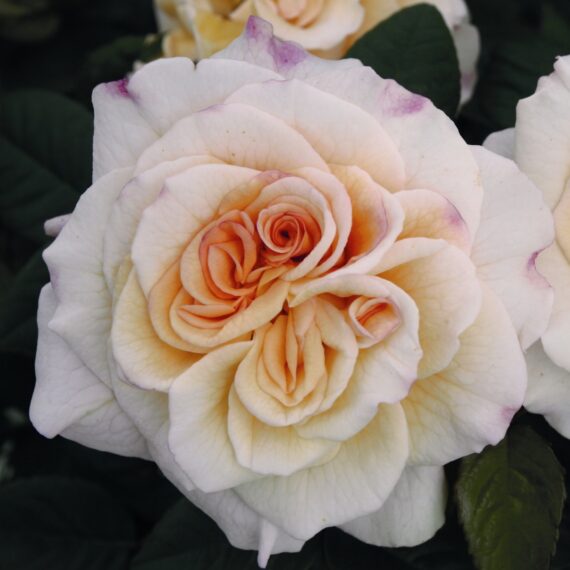 Róża Wielkokwiatowa Comtessa®