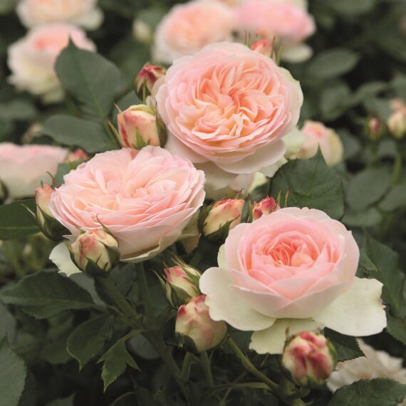 Róża Rabatowa Pastella®