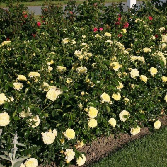 Róża Rabatowa Solero ®