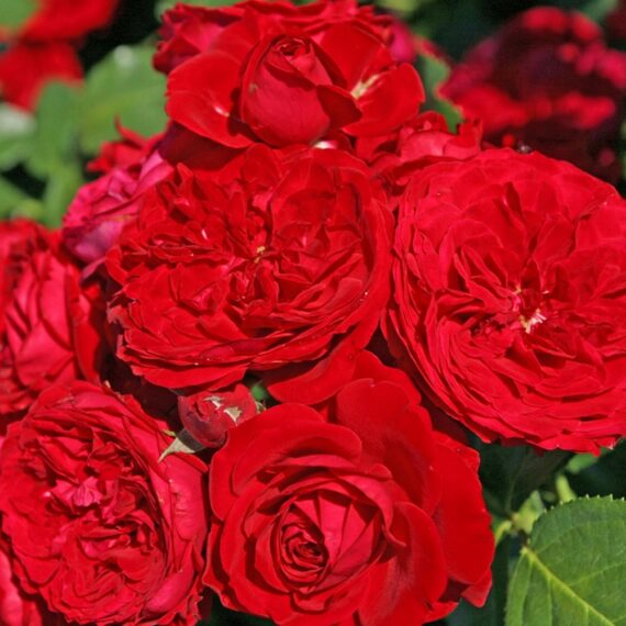 Róża Rabatowa Rotkäppchen®