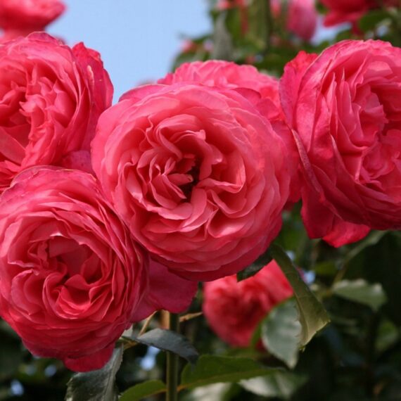 Róża Pnąca Rosanna®