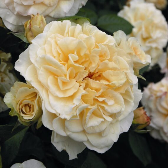 Róża Wielkokwiatowa Comtessa®