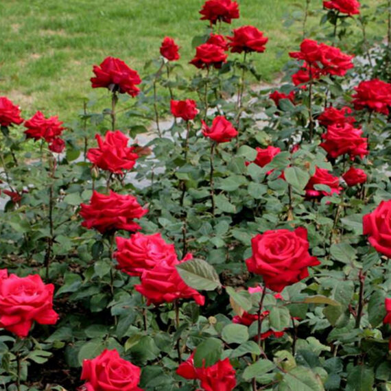 Róża Wielkokwiatowa Grande Amore®