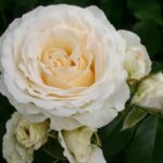 Róża Rabatowa Kosmos®