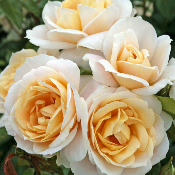 Róża Rabatowa Lions-Rose®