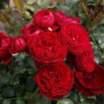 Róża Rabatowa Rotkäppchen®