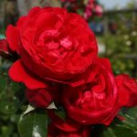 Róża Pnąca Florentina®