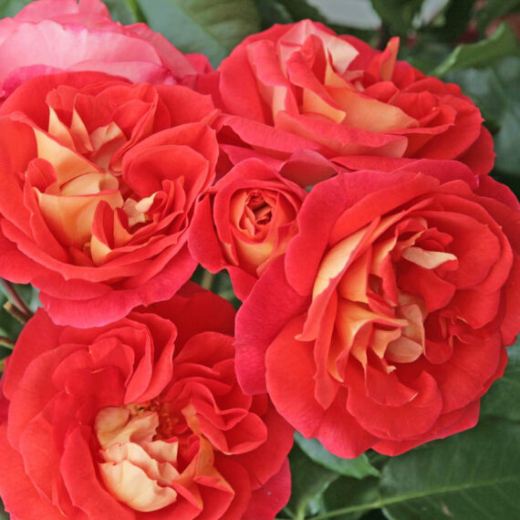 Róża Rabatowa Gebruder Grimm®