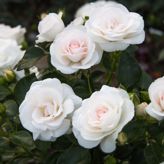 Róża Rabatowa Aspirin Rose ®