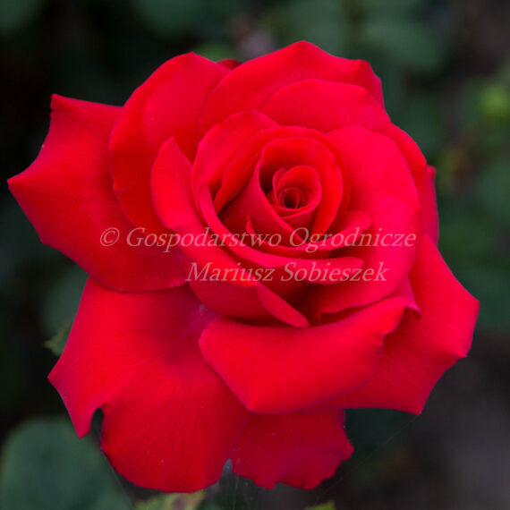 Róża Wielkokwiatowa Grande Amore®