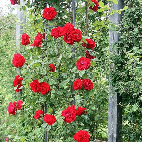 Róża Pnąca Santana®