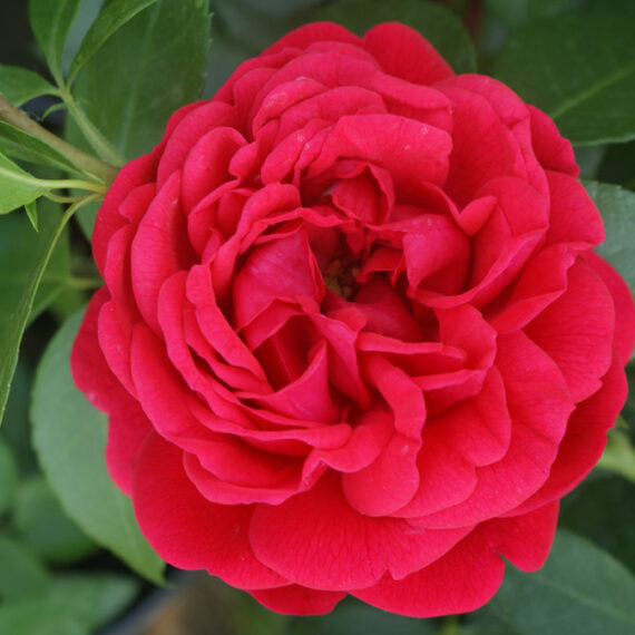Róża Rabatowa Out of Rosenheim®