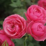 Róża Rabatowa Pomponella®