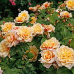 Róża Parkowa Caramella®