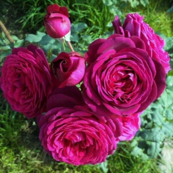Róża Wielkokwiatowa Johan Wolfgang von Goethe®