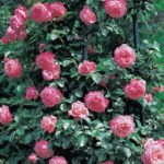 Róża Pnąca Rosanna®