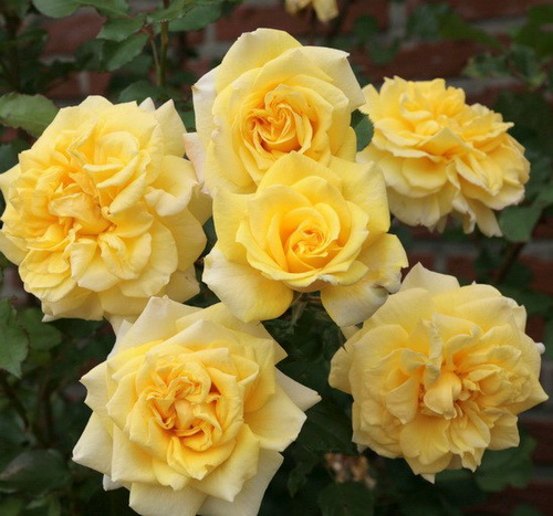 Róża Wielkokwiatowa Sterntaler®