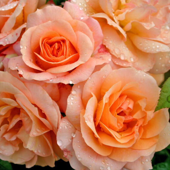 Róża Rabatowa Aprikola®