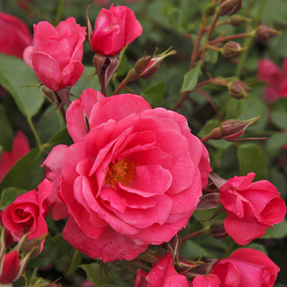 Róża Wielkokwiatowa Bad Birnbach®