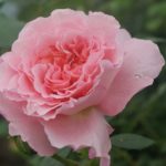 Róża Wielkokwiatowa  Augusta Luise ®