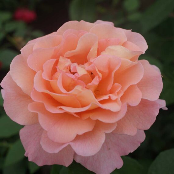 Róża Wielkokwiatowa  Augusta Luise ®