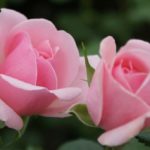 Róża Rabatowa Home & Garden®