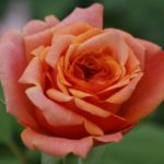 Róża Parkowa La Villa Cotta®