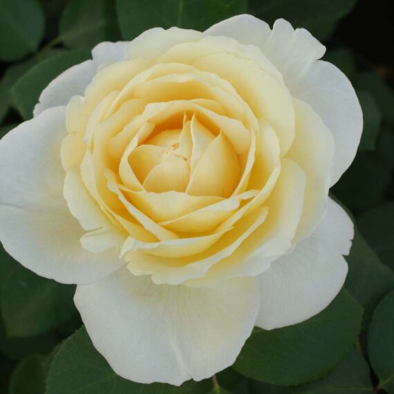 Róża Wielkokwiatowa La Perla®