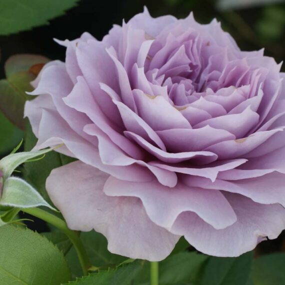 Róża Rabatowa Novalis®