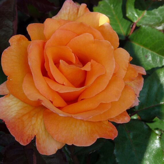 Róża Wielkokwiatowa Doris Tysterman