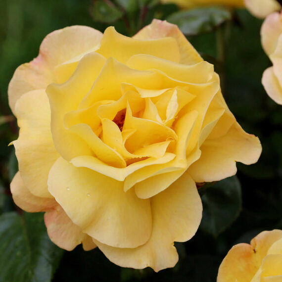 Róża Wielkokwiatowa Arthur Bell