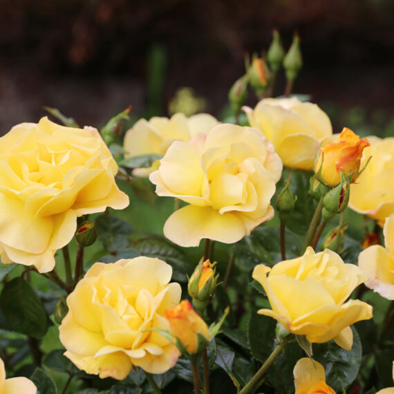 Róża Wielkokwiatowa Arthur Bell
