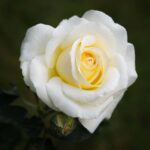 Róża Wielkokwiatowa Chopin