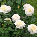 Róża Wielkokwiatowa La Perla®