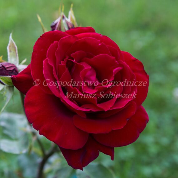 Róża Wielkokwiatowa Cygne Noir