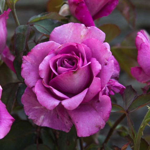 Róża Wielkokwiatowa Lila Wunder