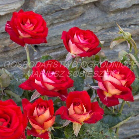 Róża Wielkokwiatowa Bicolette