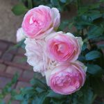 Róża Parkowa Eden Rose ®
