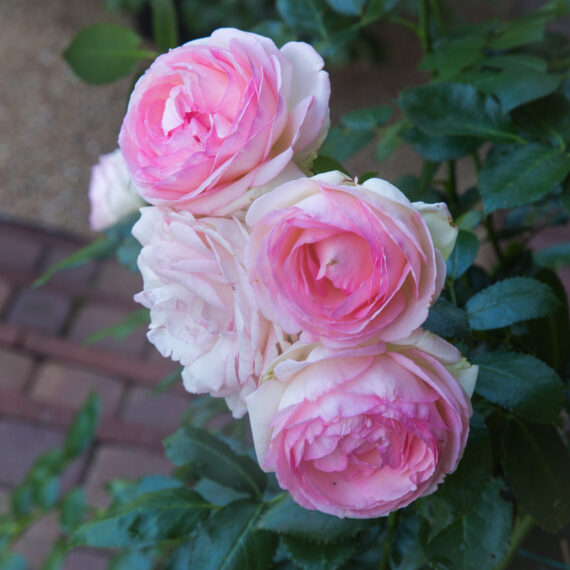 Róża Parkowa Eden Rose ®