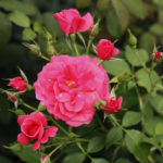 Róża Wielkokwiatowa Bad Birnbach®