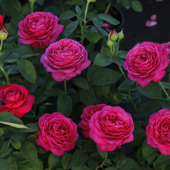 Róża Rabatowa Heidi Klum Rose®