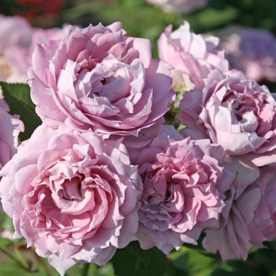 Róża Rabatowa Novalis®
