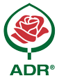 Róża Rabatowa Freifrau Caroline®