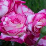 Róża Wielkokwiatowa Desse