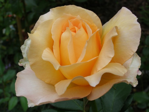 Róża Wielkokwiatowa Casanova